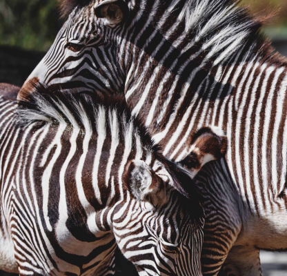 PKPhotography Gallery 8